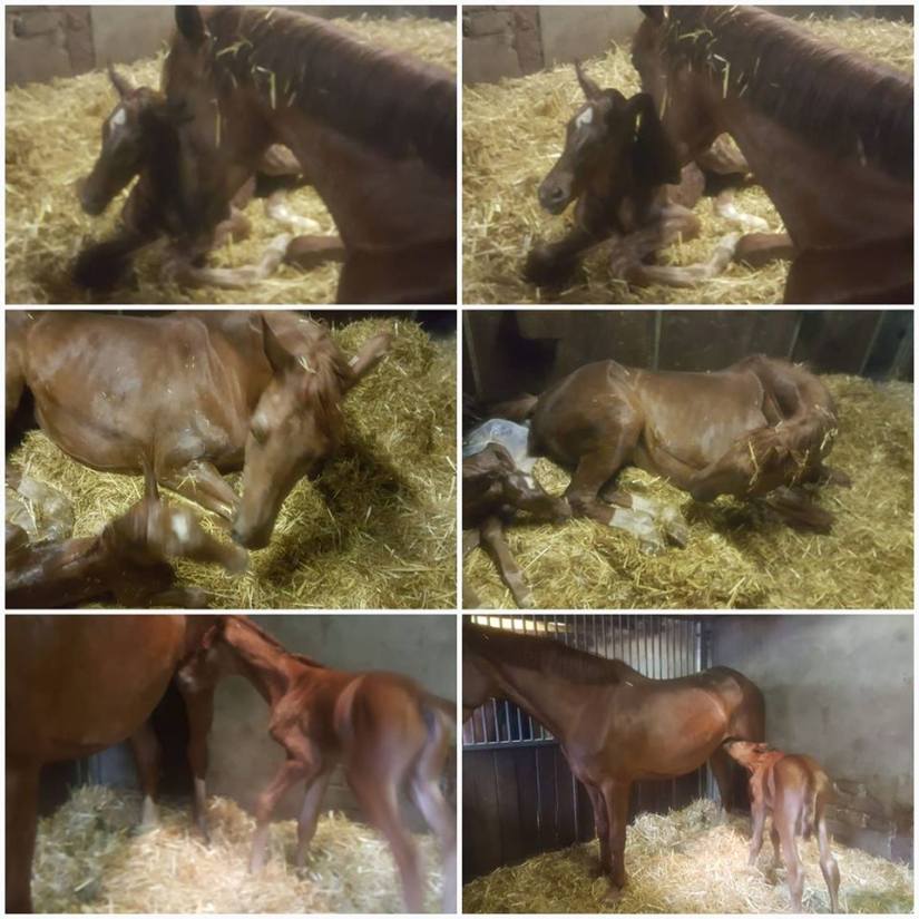 New foal :-) Silva Siraxta Z