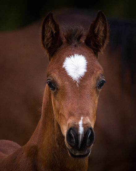 Baby Horse Baby Horse
