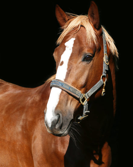 Close up portrait of a purebred chestnut stallion Portrait of chestnut red horse isolated on black background
