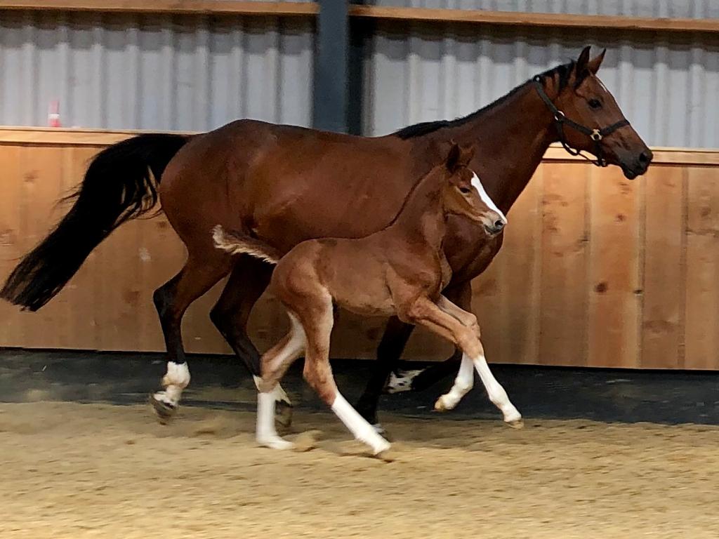 Filly by Ogano Sitte x Kannan