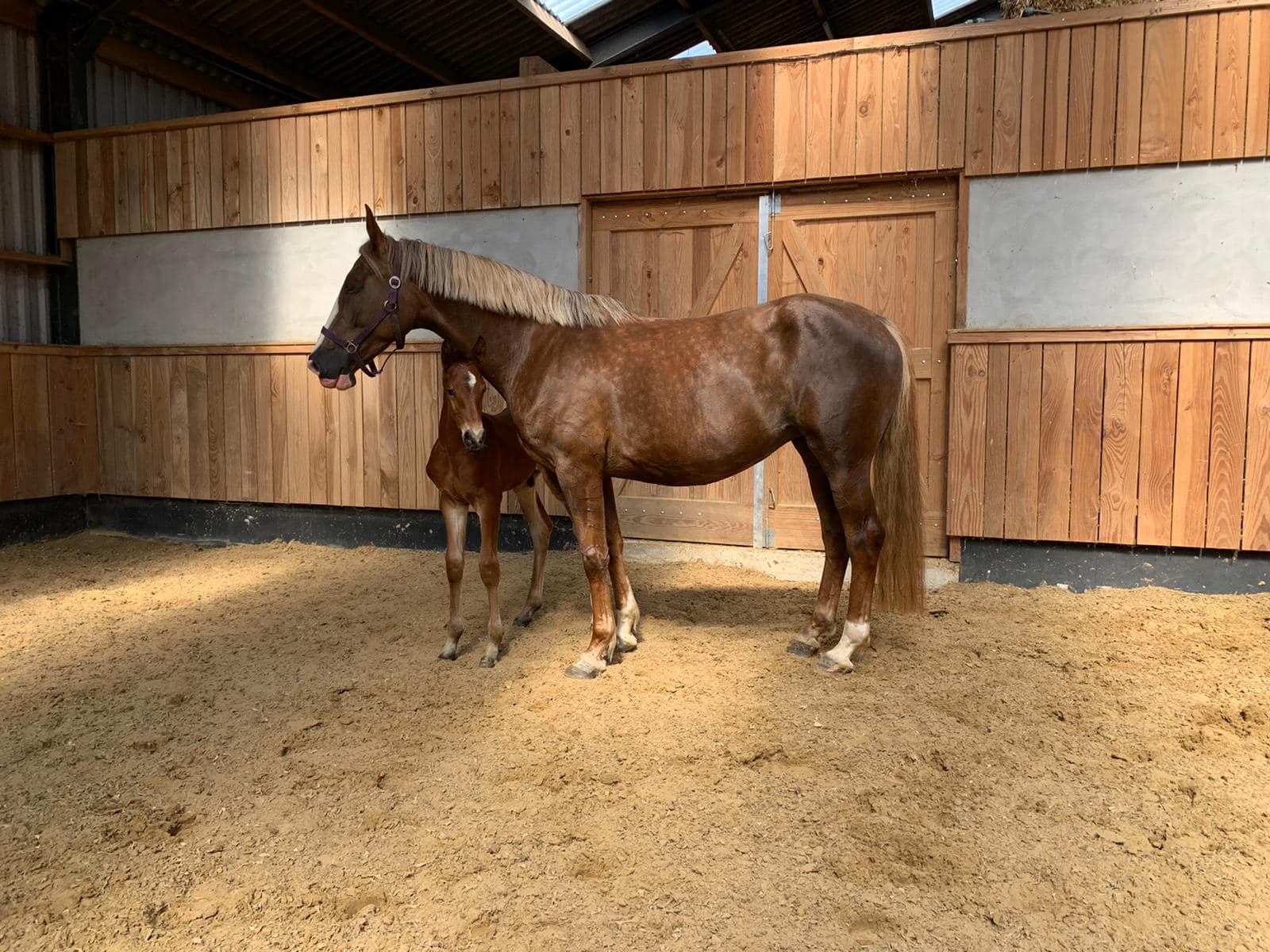 Lovely colt foal by Cornet Obolensky out of our For Pleasure mare ?
