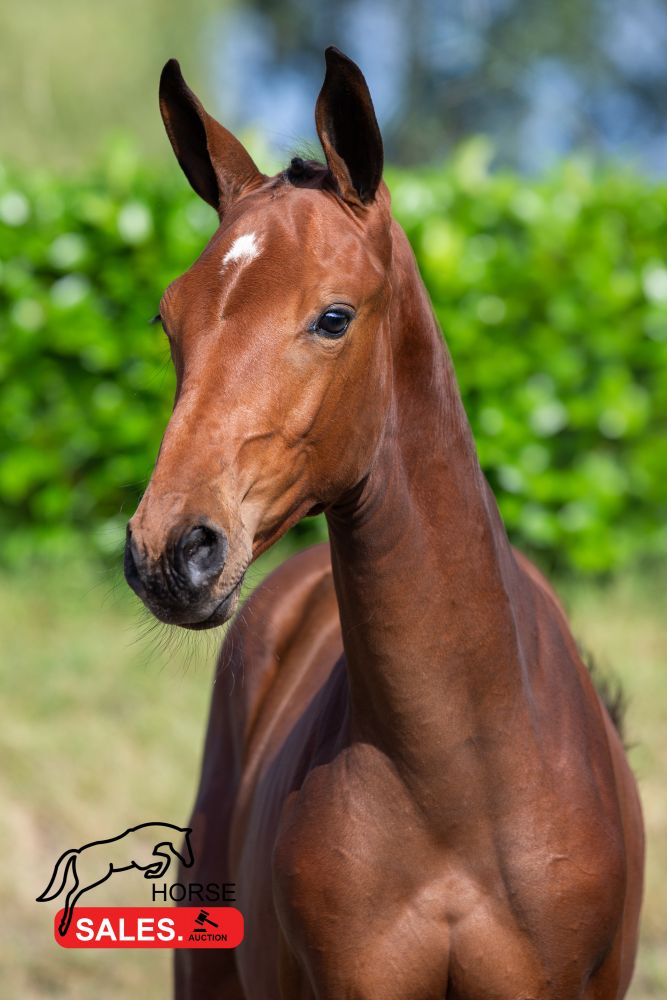 2 days till bidding starts 📌   Filly by Diamant de Semilly x Sandro Boy x Kannan x Heartbreaker x Jalisco B From the famous Grand Prix damline of ‘De Coquerie’ and sharing damline with Victorio des Frotards.   Donnarumma Siraxta Z